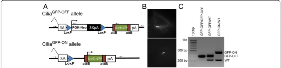 Figure 1 Sstr3::GFP ROSA26 targeted alleles. (A) Schematic of the Sstr3::GFP conditional (CiliaGFP-OFF) and expressing (CiliaGFP-ON) alleles