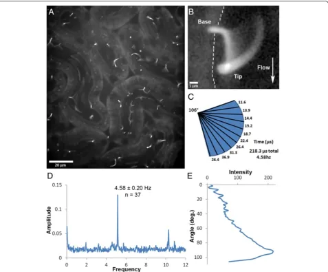 Figure 4 Analysis of ciliary movement in the kidney.cilium over time. The wall of the tubule is indicated by a dashed line and direction of fluid flow by the arrow