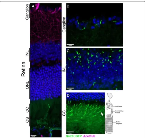 Figure 5 Sstr3::GFP localization within the retina.The section in A was immunolabeled with antibodies to acetylatedcilium; NL, inner nuclear layer; ONL, outer nuclear layer; OS, outer segment