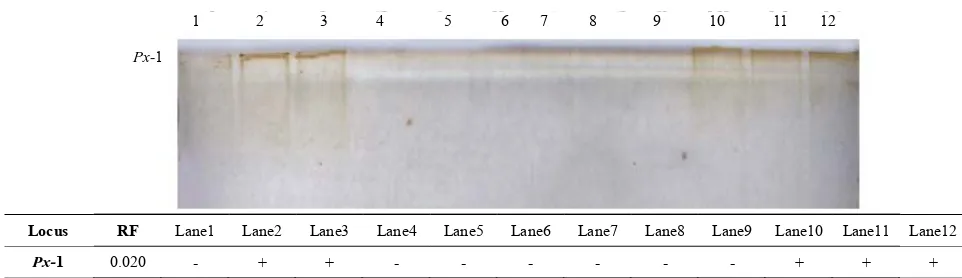 Figure 3. The electrophoretic profile (above) and the recorded isoforms with the relative mobility (RF) (below) of peroxidase Px