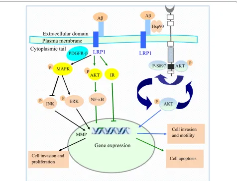 Fig. 2 Low-density LRP1-mediated cell signaling pathways. LRP1 regulates several signaling pathways in a phosphorylation-dependent manner
