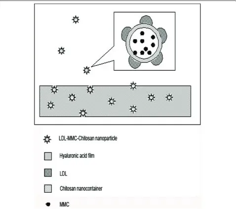 Figure 1 LDL-MMC-chitosan nanoparticles release from hyaluronic acid film. The hyaluronic acid film is implanted into subconjunctivalspace at the filtering site, with conjunctival wound is sutured, and LDL-MMC-chitosan nanoparticles release constantly from