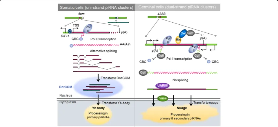 Figure 1 Synthesis and fate of piRNA precursor transcripts incomplex (CBC) to bind uncapped nascent RNAs, to prevent RNA capping and splicing