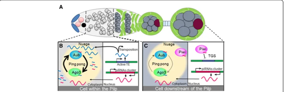 Figure 4 The germinal piRNA pathway within and downstream of the Pilp. (A) Schematic structure of a germarium with an egg chamber.The germline stem cells (pink) give rise to the cystoblast (black) which divides four times (light grey) to form a cyst of six