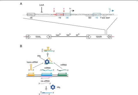 Figure 1 Tn5/IS50 structure and gene expression. (A) The structure of Tn5 is shown along with transcription units within IS50-Right
