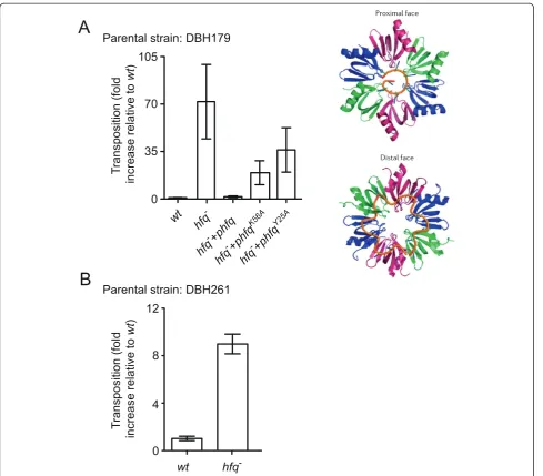 Figure 2 Frequencies of Tn5 transposition in hfq− versus wt strains of E. coli. (A) Tn5 transposition from the chromosome of DBH179 andderivatives (hfq− and dam−) was measured by the conjugal ‘mating out’ assay as described in Methods