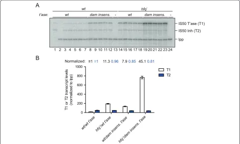 Figure 5 Steady-state levels of IS50 transposase mRNA in wt and hfq− cells. (A) Plasmids encoding wt or DAM-Insensitive IS50 transposasegenes were transformed into wt (DBH33) or hfq− (DBH16) E