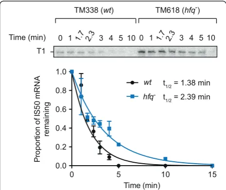 Figure 6 IS50 transposase mRNA half-life analysis. Strains TM338(wt) and TM618 (hfq−) were transformed with IS50 transposaseencoding plasmid pDH533 and total RNA was isolated either beforeor after the addition of rifampicin (at the indicated time points).T