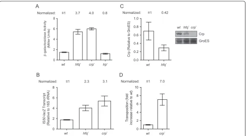 Figure 7 Gene expression and Tn5 transposition assays in strains harboring disruptions of global transcriptional regulators