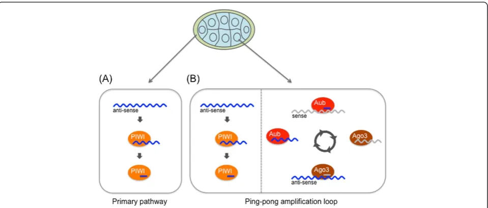 Figure 2 Piwi-interacting RNA (piRNA) biogenesis pathway in the Drosophila ovary. (A) Primary piRNA pathway in somatic support cells(cream region surrounding the central egg)