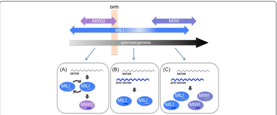 Figure 3 The Piwi-interacting RNA (piRNA) biogenesis pathway in mouse testis.sense and anti-sense piRNA precursor transcripts