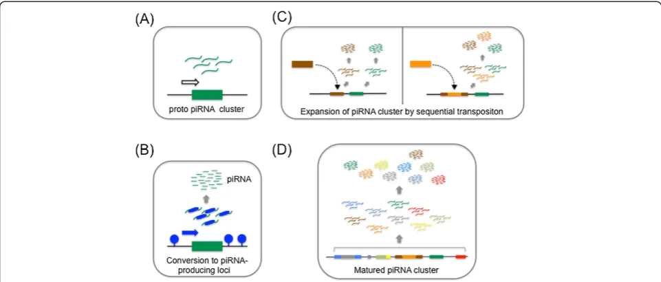 Figure 6 Model of Piwi-interacting RNA (piRNA) cluster formation. (A) Proto-piRNA cluster: transcripts are produced from a proto-piRNA-producinglocus