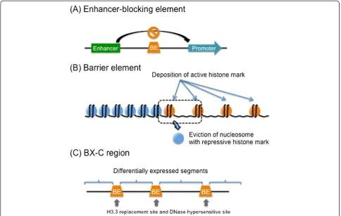 Figure 7 Three types of boundary elements. (A) Boundary element intercepts the effect of an enhancer to the nearby promoter