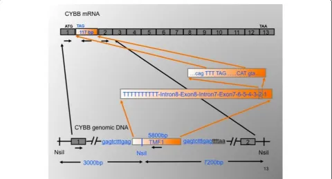 Figure 2 Orientation of the TMF1 insertion in intron 1 of thethe CYBB mRNA (above). CyBB gene (below), leading to an extra exon between exons 1 and 2 in Republished with permission from Human Mutation published by Wiley.