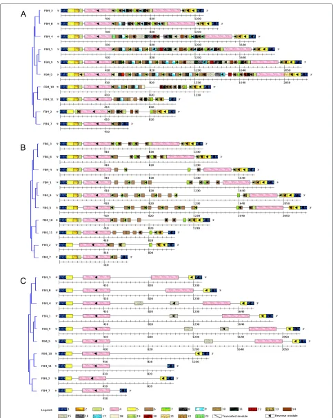 Figure 3 Identification and comparative analysis of repeat DNA modules in FoldBack4 sequences using Visual ModuleOrganizer
