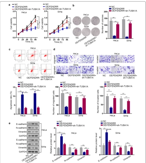 Fig. 4 MiR-15a/b-5p restoration or TUBA1A knockdown reverses the effects of FENDRR silencing on CC cell functions