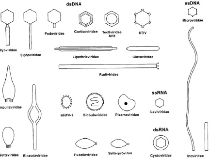 Figure 1. Schematic diagram of the different morphologies of prokaryotic viruses. Each morphotypes is labelled with Reproduced with permission from Ackermann and Prangishvili (2012)