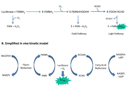 Figure 6. Simplified kinetic models of the bacterial luciferase reaction (A) in vitro and (B) in vivo