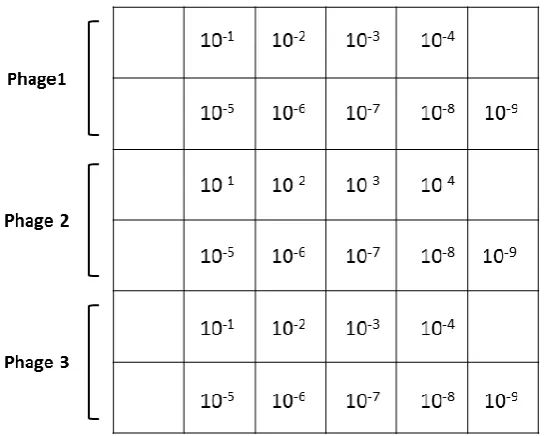 Figure 7. Arrangement of log-fold dilutions of bacteriophage upon spot plate assays of host range