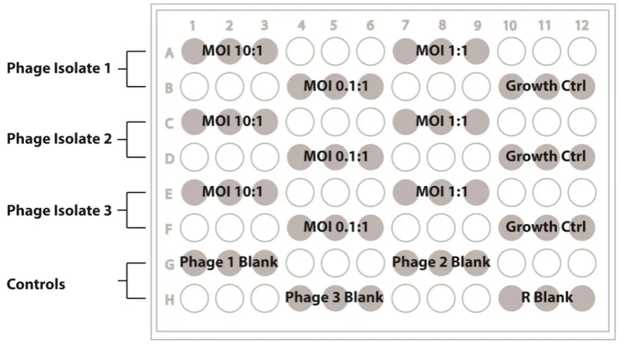 Figure 9. Layout of samples on 96 well microtitre plates. Wells containing samples are shown as grey filled circles while outlined wells were filled with sterile water