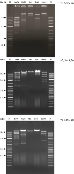 Figure 13. Sensitivity of the vB_SenS_Ent bacteriophage genomic DNA to restriction enzymes