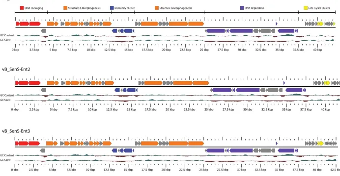 Figure 18. Linear map of the vB_SenS-Ent1, vB_SenS-Ent2 and vB_SenS-Ent3 genomes prepared using GView