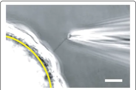 Figure 2 Photomicrograph of the method for electricalrecording from an isolated primary cilium