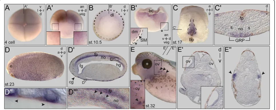 Figure 1 PACRG expression during early Xenopus development. (A) Expression at the four-cell stage (top view)