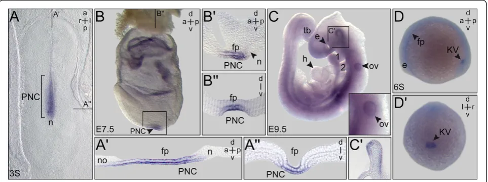 Figure 3 PACRGE9.5 embryo. Otic vesicle shown in higher magnification in inset. Box indicates brain region of which a histological section is provided in expression during early rabbit, mouse and zebrafish development