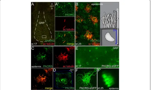 Figure 4 PACRG protein localization. (A-D)(E) Maximum intensity projection of timelapse movie of stage 17 GRP cilia, demonstrating elliptic shape of ciliary beating.and Immunohistochemistry