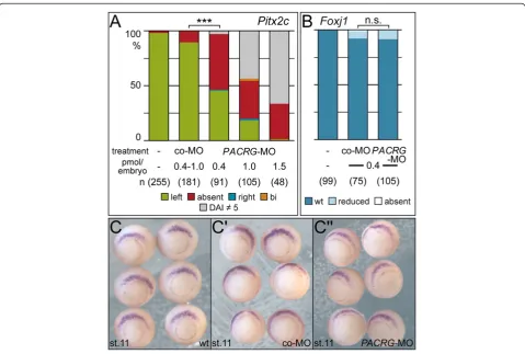 Figure 5 Impaired laterality in PACRG morphants in the absence of superficial mesoderm (SM) defects