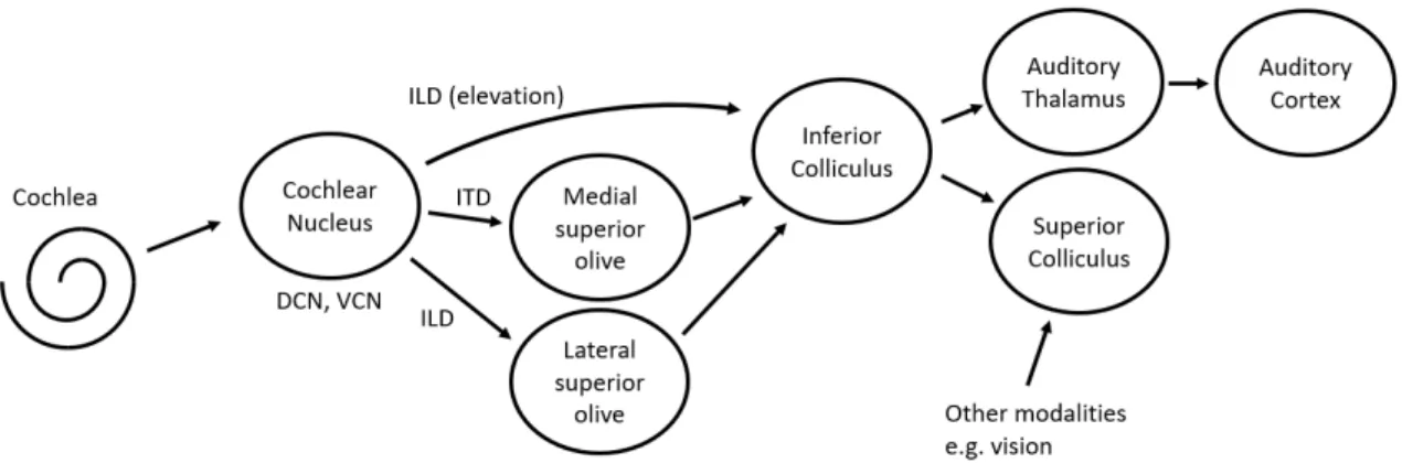 Figure  2.  The auditory pathway.  DCN 1   is Dorsal Cochlear Nucleus, VCN is Ventral  Cochlear Nucleus