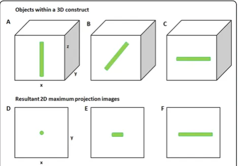 Figure 1 Effect of 3D orientation on apparent length in 2Dmaximum projection images. (A-C) 3D illustrations of cylindricalobjects within a cube of agarose, oriented perpendicular, at 45° andparallel to the plane of focus, respectively