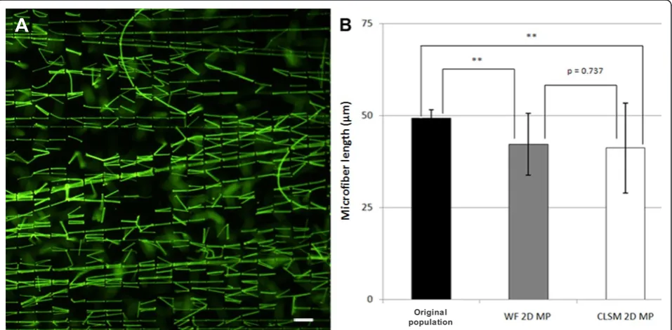 Figure 2 2D maximum projections (2D MP) significantly underestimate microfiber length in 3D