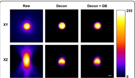 Figure 4 The combination of deconvolution and Gaussianplane. The combination of deconvolution (Decon) and Gaussianblurring (GB) rectifies the optical distortion in the images so that themicrospheres appear spherical in bothblurring restores object morpholo