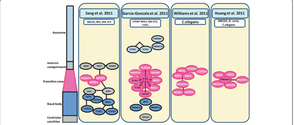 Figure 2 Localization of the indicated proteins (coloured ovals) to sub-ciliary compartments (pale blue, axoneme; grey, inversincompartment; pink, transition zone; dark blue, basal body; grey with dashed square , centriolar satellites) are represented base