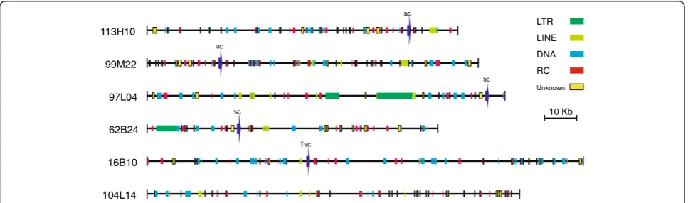 Table 2 Total repeat content in C. vicina BAC sequences