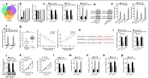 Fig. 6 BSN-AS2 accelerated spinal OS progression in a SYTL2-dependent way. a qRT-PCR and western blot assays examined SYTL2 mRNA and protein levels