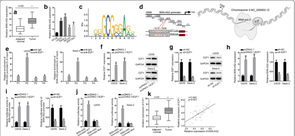Fig. 1 BSN-AS2 was transcriptionally activated by E2F1 in spinal OS. a The expression of BSN-AS2 in spinal OS tissues and adjacent-normal tissues was measured by qRT-PCR