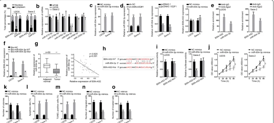 Fig. 3 BSN-AS2 could bind with miR-654-3p in spinal OS. a Nuclear-cytoplasmic fractionation assay disclosed BSN-AS2 expression was enriched in cytoplasm