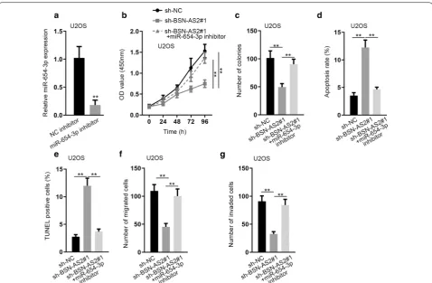 Fig. 4 BSN-AS2 promoted spinal OS progression via inhibiting miR-654-3p expression. a qRT-PCR measured miR-654-3p expression in miR-654-3p inhibitor transfected cells