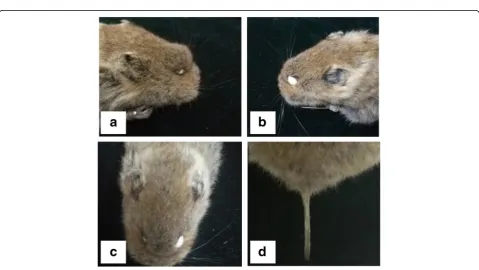 Fig. 9 Morphological characteristics of Qinghai voles from differentaspects: a Dorsal view; b Ventral view; and c Right lateral view; d Leftlateral view
