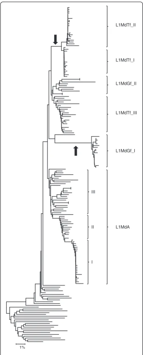 Figure 5 Phylogeny of genomic copies showing lateral transferbuilt using the neighbor joining method based on Kimura 2-parameters distance