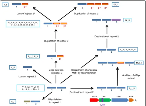 Figure 4 Evolution of the length polymorphic region of ORF1 in mouse. The blue boxes correspond to the 66 bp motifs and the orangebox, the 42 bp motifs