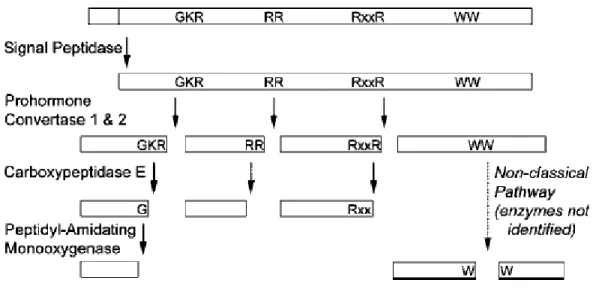 Figure  1.1.  Classical  and  nonclassical  neuropeptide  processing  scheme.  First,  the  N-terminal  sequence that drives translocation of the protein into the lumen of the endoplasmic reticulum is  co-translationally  removed  by  a  signal  peptidase