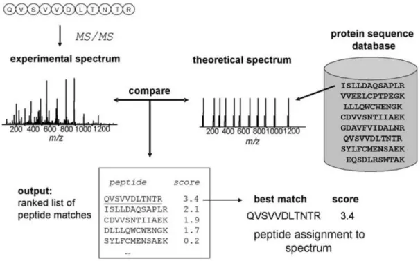Figure  1.4.  Tandem  mass  spectrometry  (MS/MS)  database  searching.  Acquired  MS/MS  spectra  are  correlated  against  theoretical  spectra  constructed  for  each  database  peptide  that  satisfies  a  certain  set  of  database  search  parameters