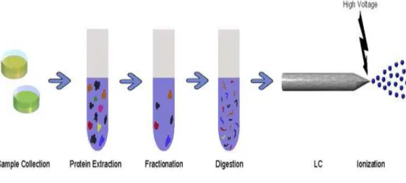 Fig. 1.2. Sample preparation. Complex biological samples are first processed to extract proteins