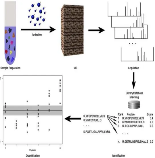 Fig. 1.5. Overview of LC-MS-based proteomics. Proteins are ex- ex-tracted from biological sam- ples, then digested and ionized prior to introduction to the mass spectrometer