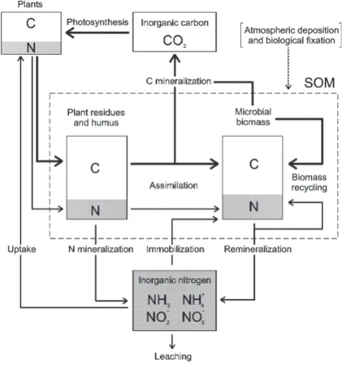 Fig. 1. Schematic representation of the soil carbon and nitrogen cy-cles, with particular attention to the interactions among the threemain components of the SOM: plant litter, humus and biomass.Thick lines: C ﬂuxes; thin lines: N ﬂuxes