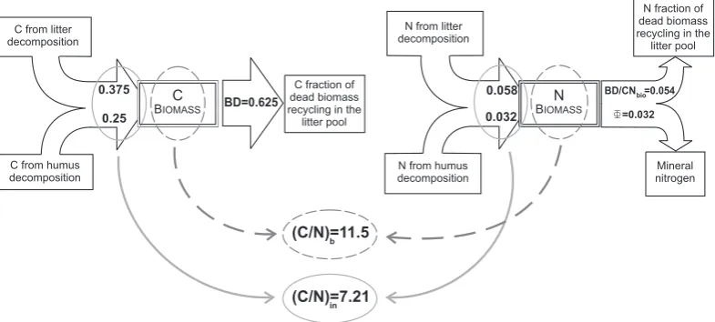 Fig. 4. Nitrogen and carbon balances for the biomass pool, in steady state conditions